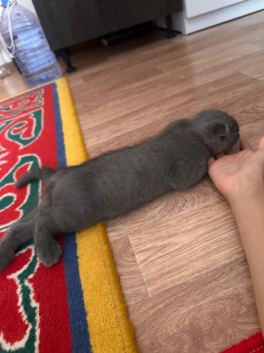 Продаётся очень милый котёнок шотландец мальчик,