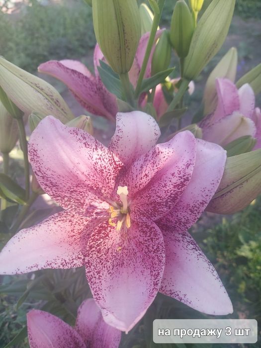Продам луковицы лилии