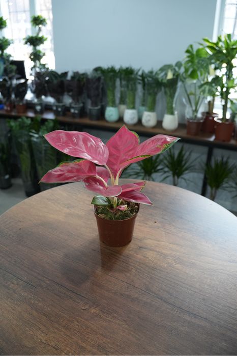 Аглаонема Чина красная