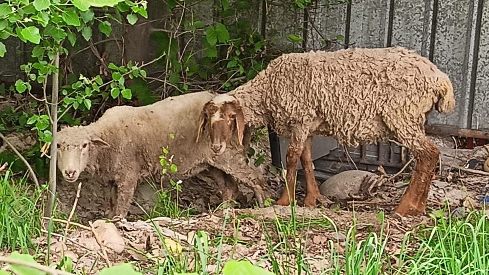 Продам торг будет