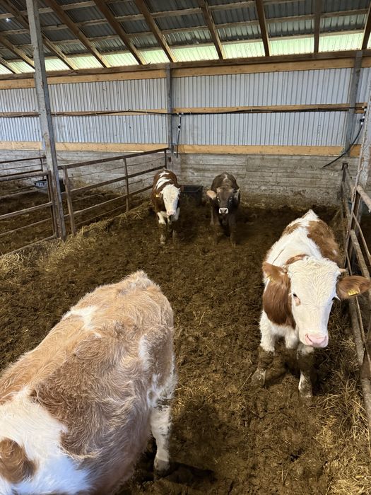 Vând viței 200-320 kg aproximativ