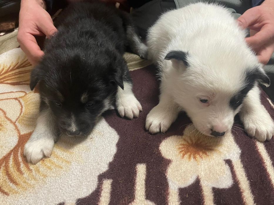 Donez căței talie medie