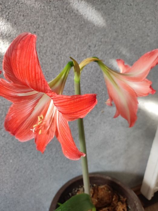 Домашние цветы ,каланхоэ,алоэ