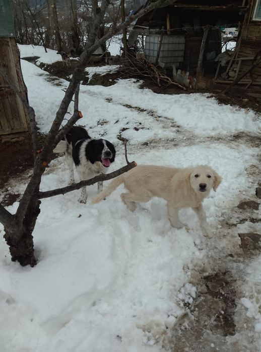 Oide vânzare o mie de lei bucata.Se vinde trei oi