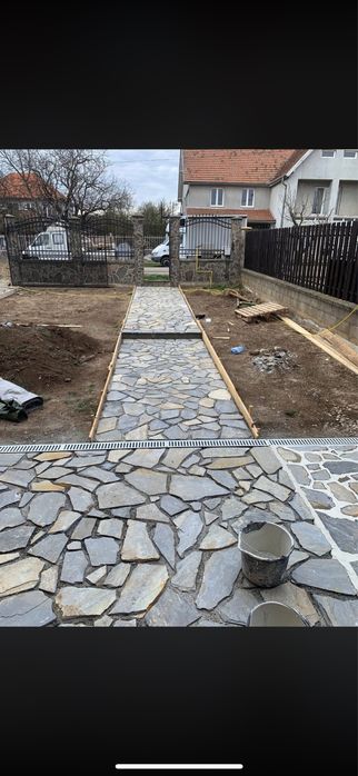 Leylandii Cupressus - Solutia rapida pentru gard viu vesnic verde