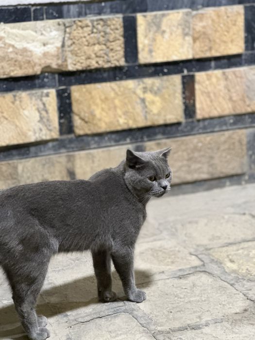 Blue, British Shorthair