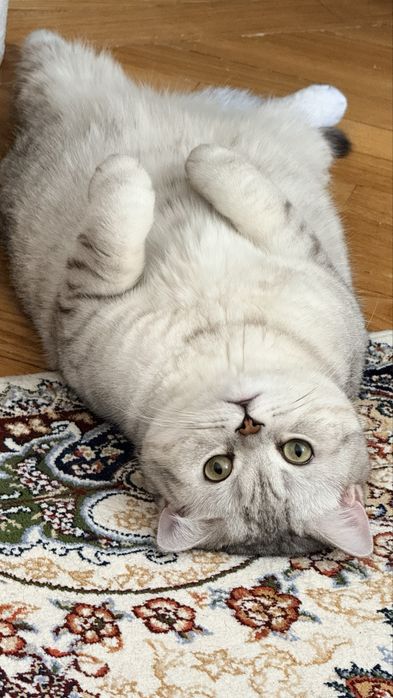 Продам кота срочно, изза переезда