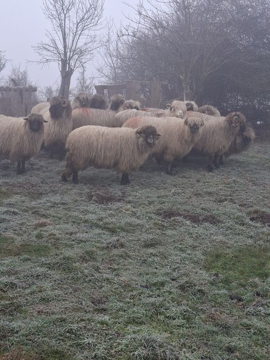 De vanzare 12 oi si un berbecut