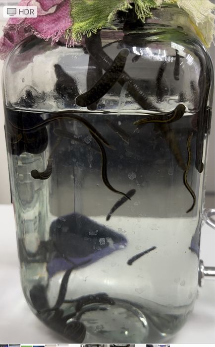 Пиявки 2000тг/шт Одноразовые