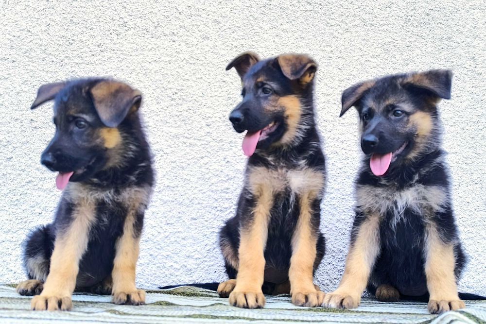 Pui Ciobanesc German