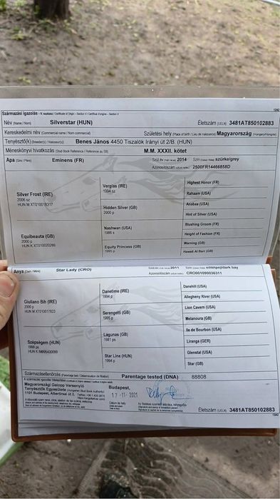 Armasar Pursânge Englez