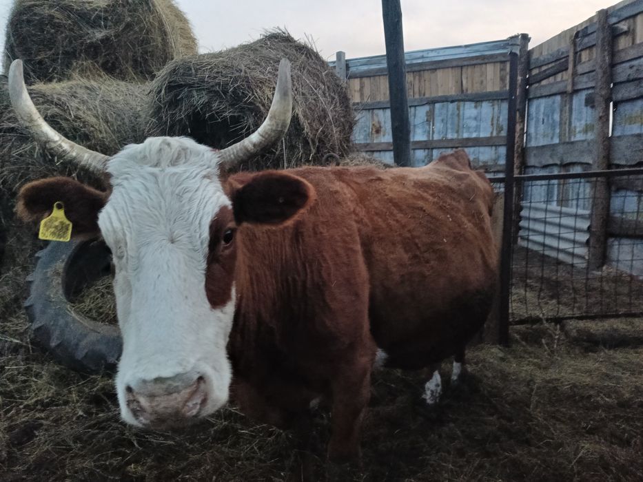 Сиыр буаз кыста бузайлайды срочно