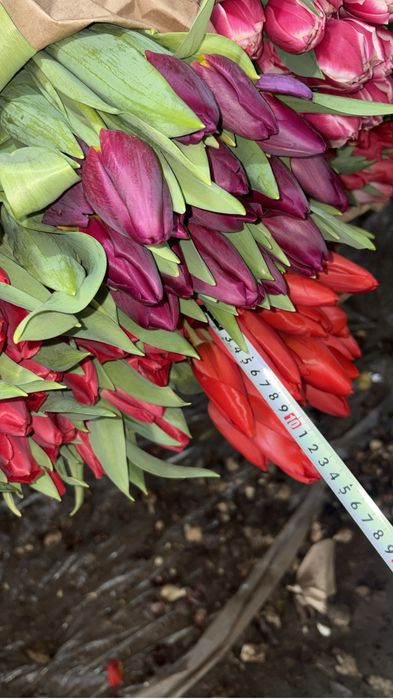 Тюльпаны астана жк музтау оптом топ