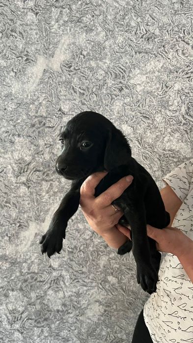 Щенки  Лабрадора