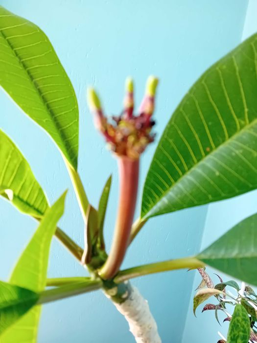 Екзотични растения, разсади и семена