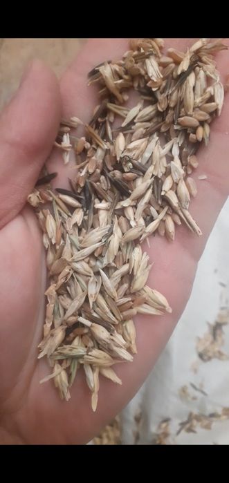 Отходы отруби горох чечевица