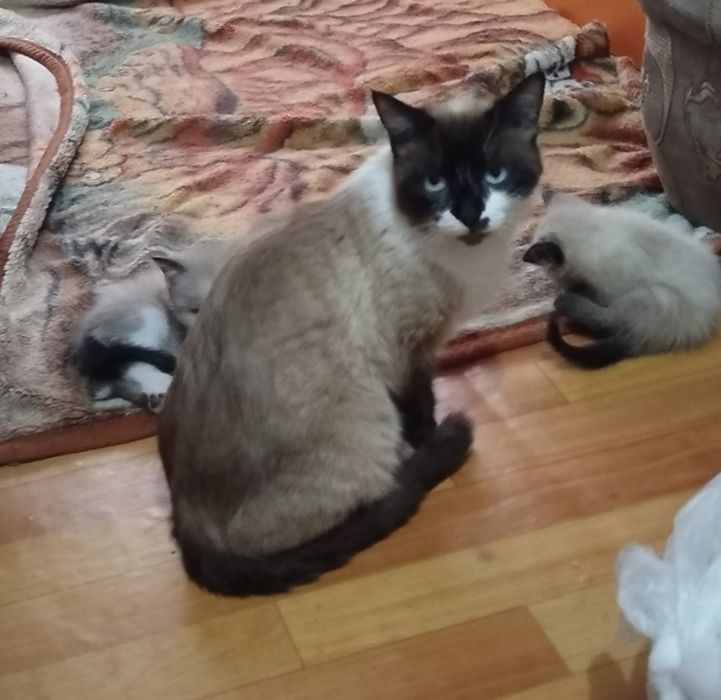 Продам котенка в добрые руки. Шымкент