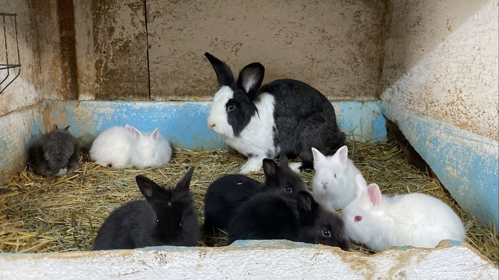 Femela cap de leu cu 8 pui