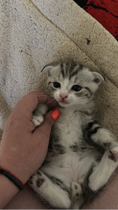 Котята вислоушки