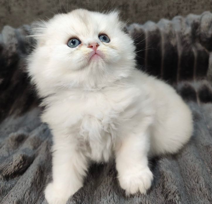 Pisoi Scottish Straight chinchilla