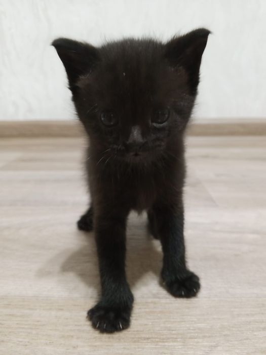 Котята метисы. Мама британка