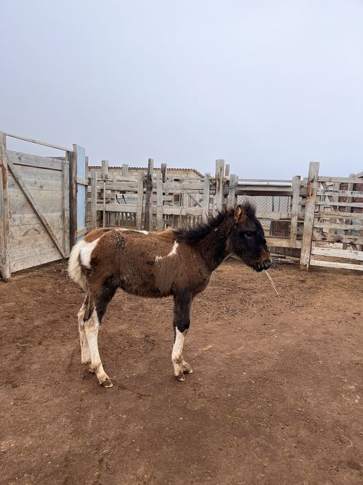 Құлын сатыладыыы