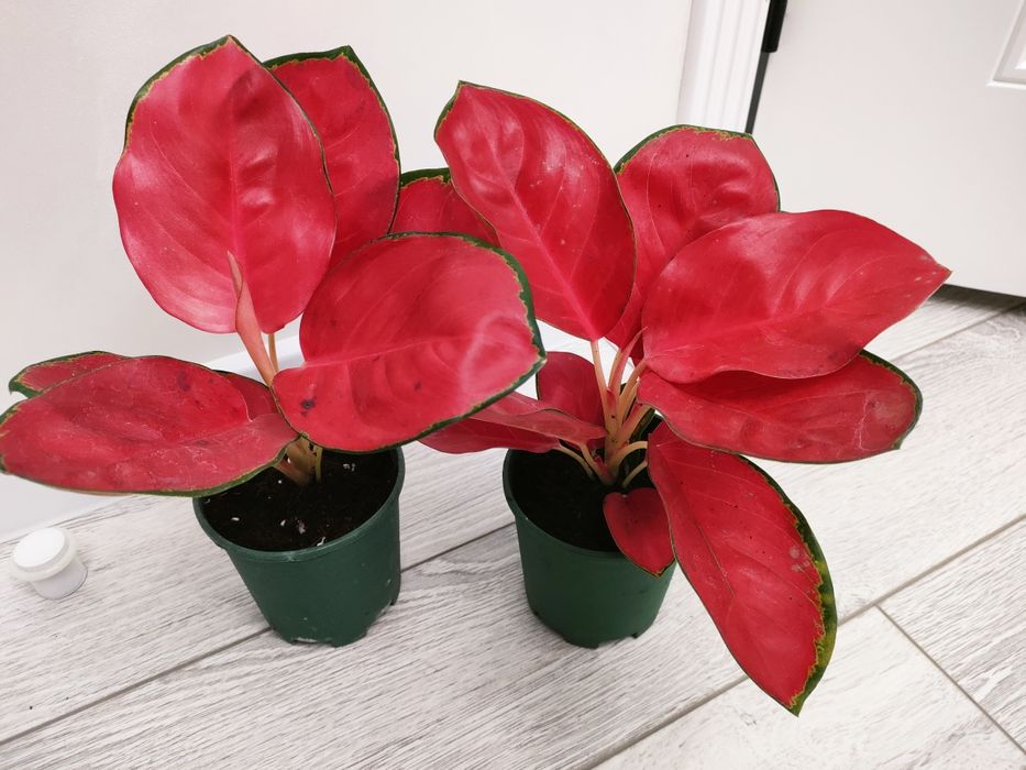 Комнатные цветы, доставка