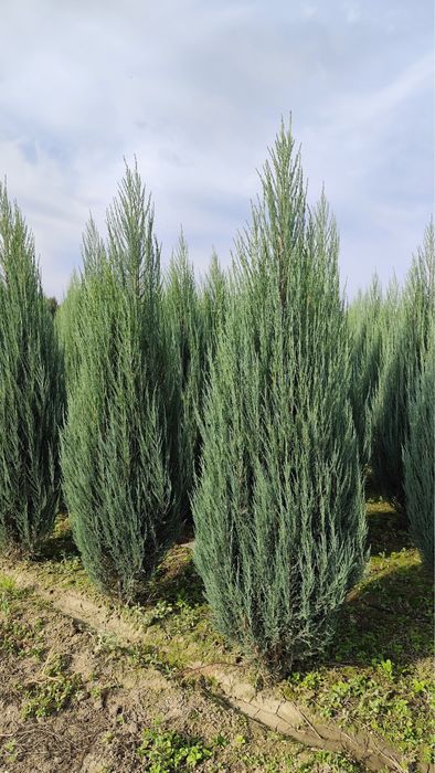 Можжевельник скальный