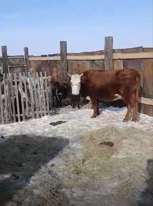 ак бас сиырлар сатылады буас