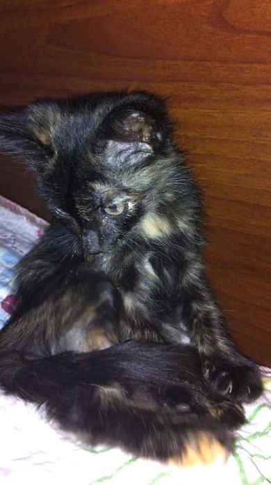 Отдам котёнка девочку в добрые руки