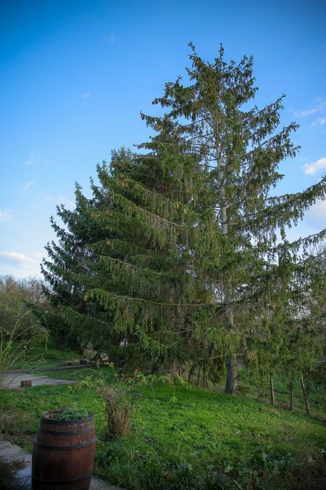 Продава се Къща в с. Ново Ботево, Област Добрич - 324 кв.м за 282 €/кв.м - Снимка #2