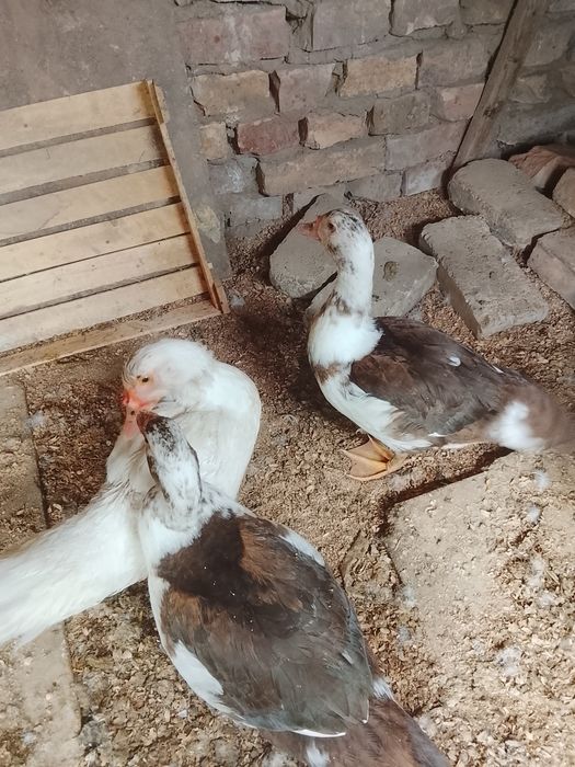 Продам индаутка хороший
