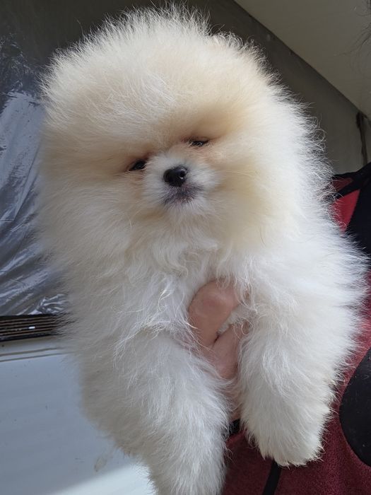 Померан  Померан