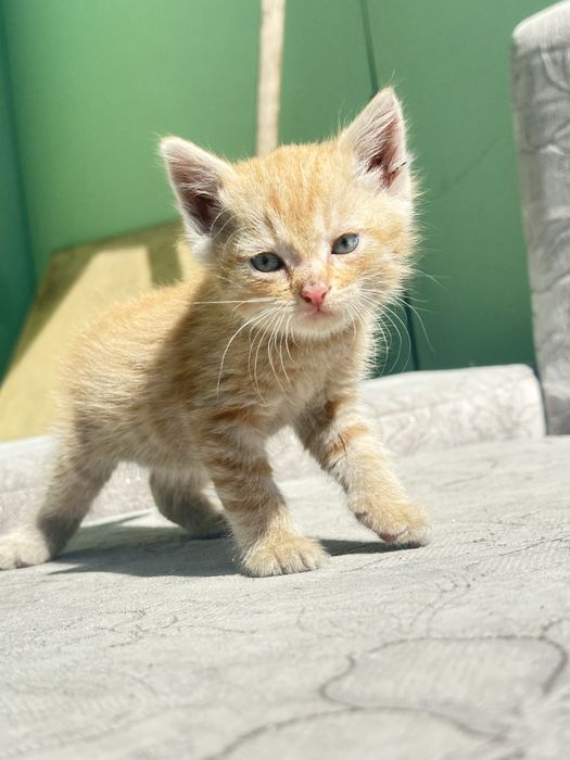 Котята ищут дом