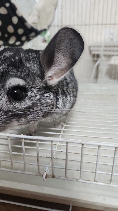Шиншила вместе с клеткой