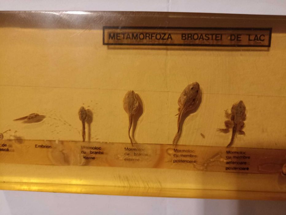 Metamorfoza broaștei de lac . Material didactic. Ceausescu. Comunism
