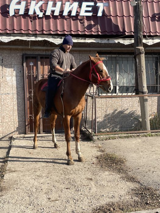 Продам лощадь 2,6 года