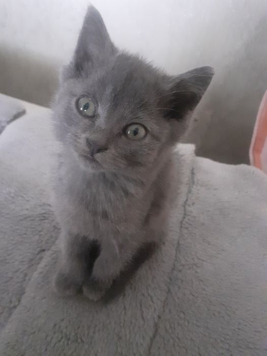 Продам шотландских котят.