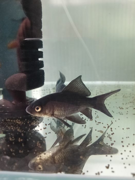 Срочно золотые рыбки