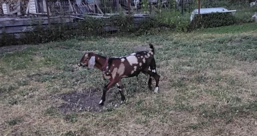 Ied de vânzare .