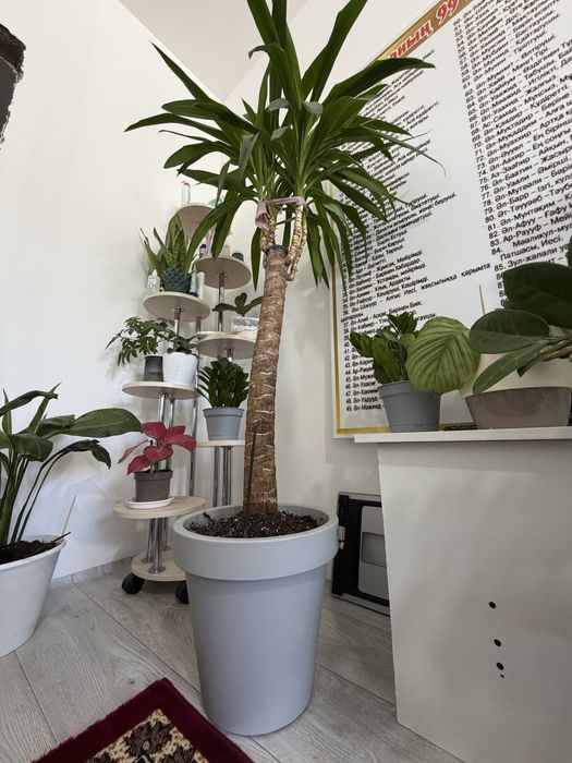 Продам Домашние цветы