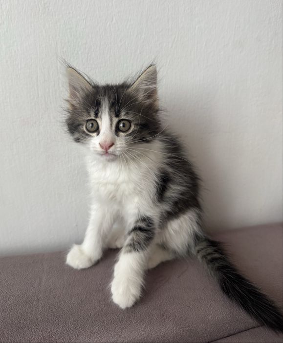 Бесплатно котята в добрые руки.