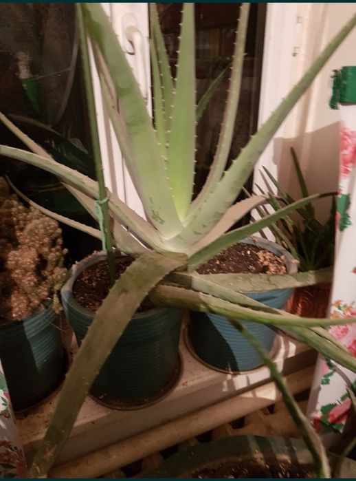 Продам алоэ вера