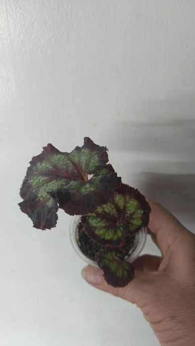 Каталог бегония Петропавловск