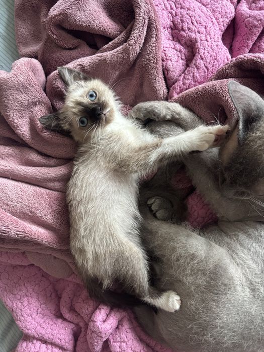 Котенок девочка в добрые ответственные руки