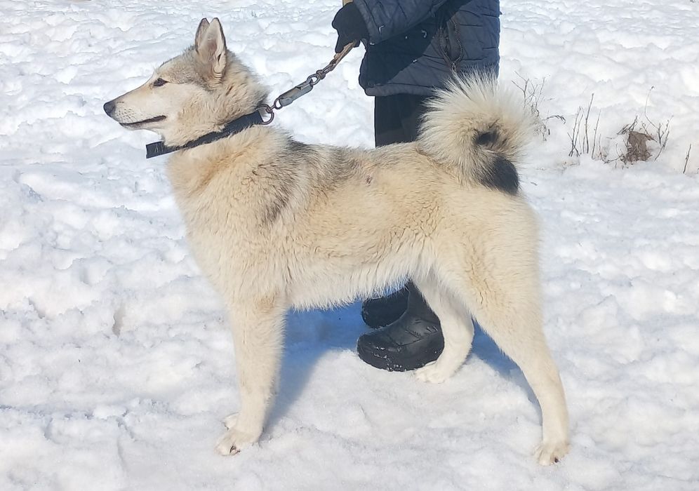 ЗСЛ 11 айлық сатылады