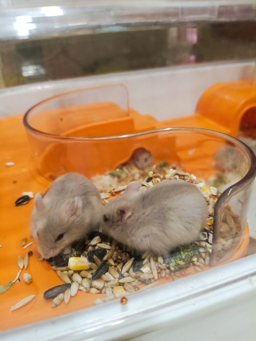 Хомяки джунгарские