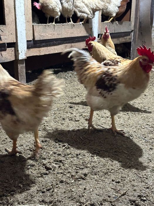 Продам петухов , летом будет год.