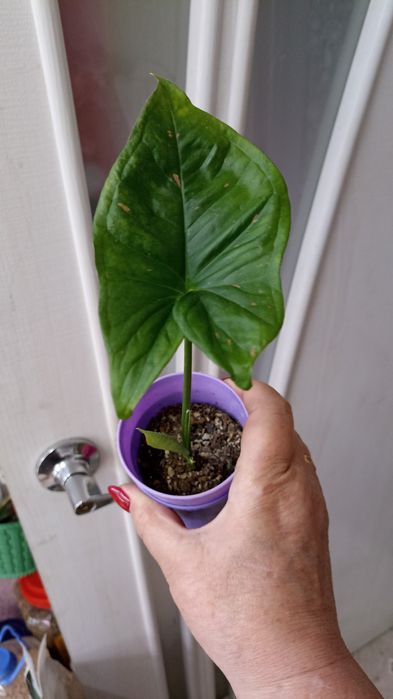 Продажа Сингониумов