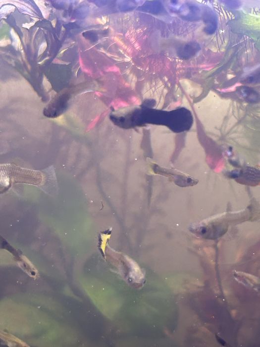 Mix guppy de vanzare